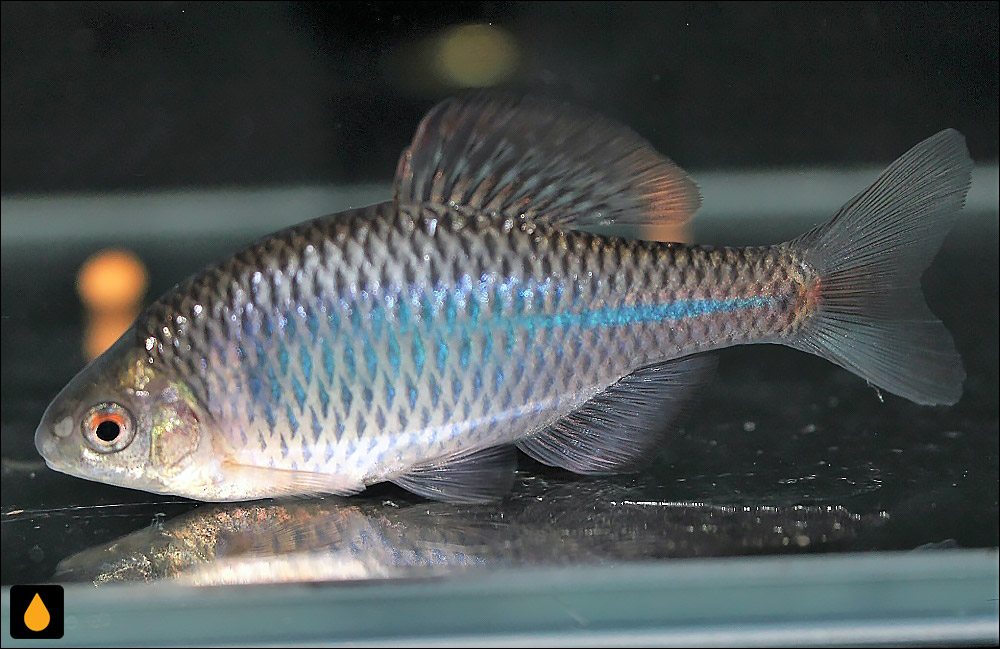 Rhodeus shitaiensis