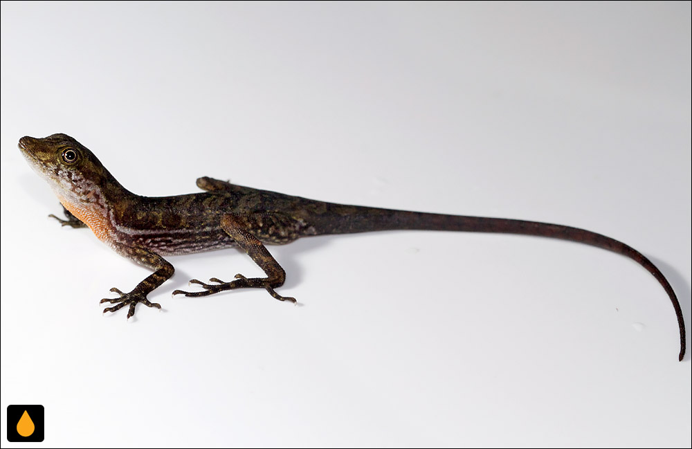 آنول خالخالی