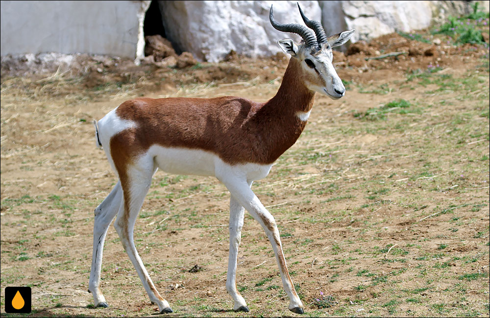 آهوی داما (پستانداری از خانواده‌ی گاوان)