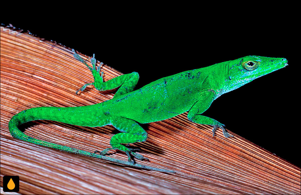 آنول سبز تیبورون