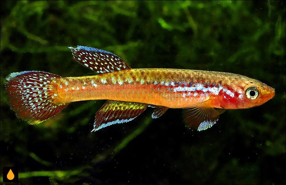Aphyosemion buytaerti