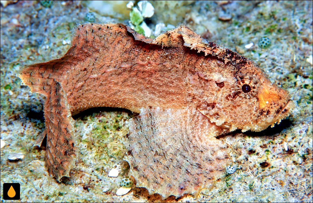 Cocotropus larvatus