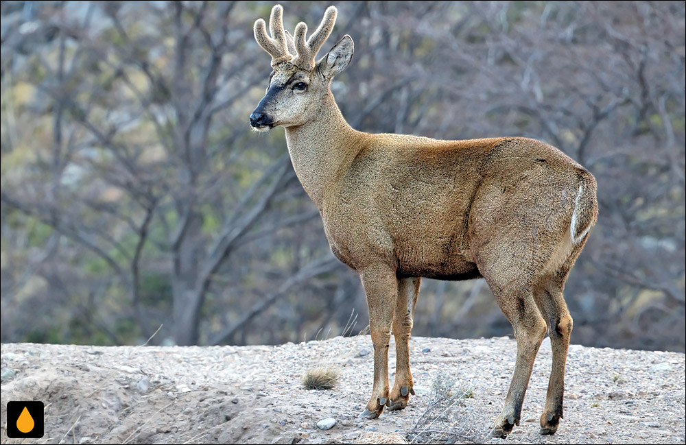 گوزن آندی جنوبی