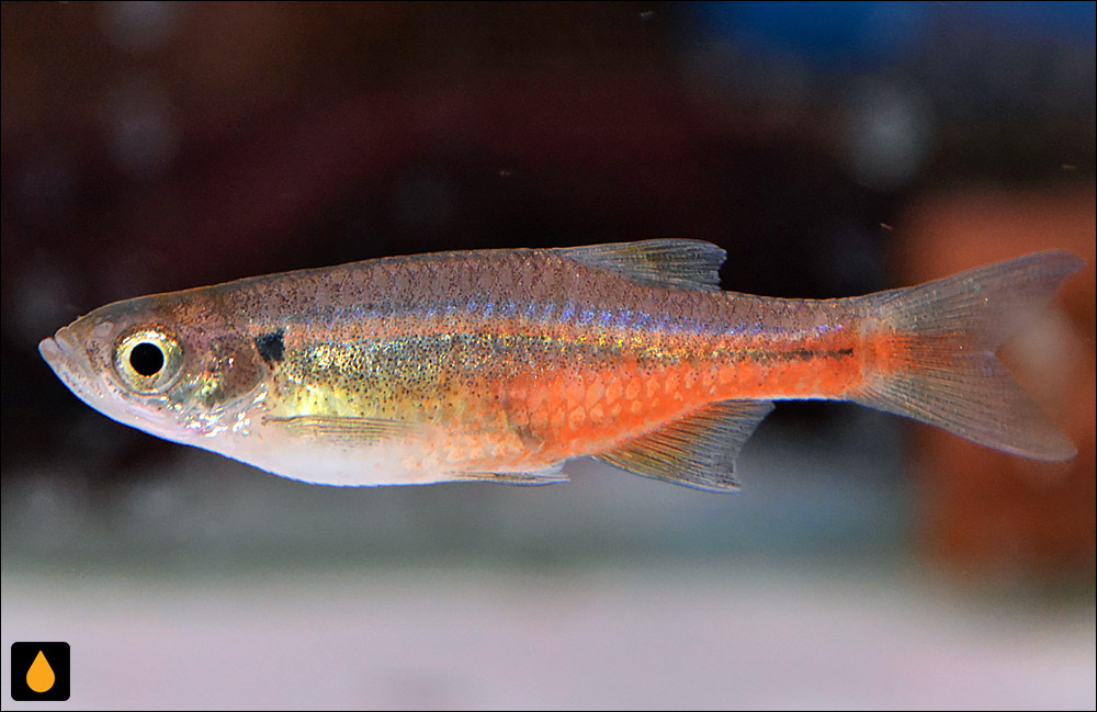 Devario sondhii