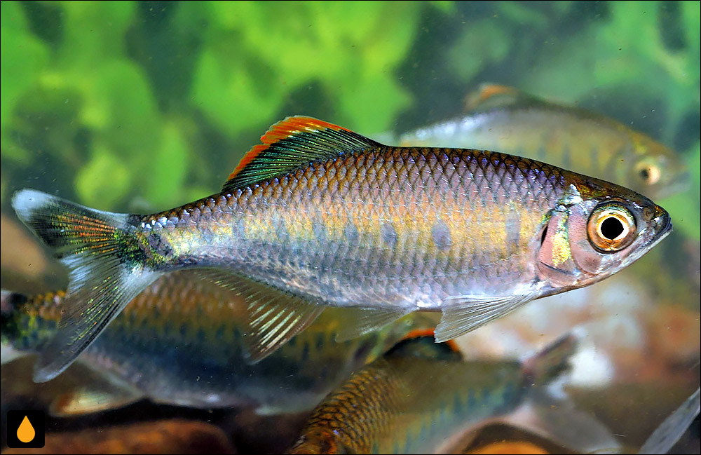 Opsarius malabaricus