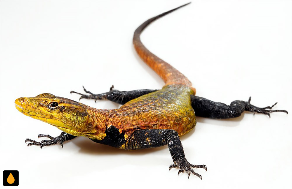 مارمولک تخت امپراتور