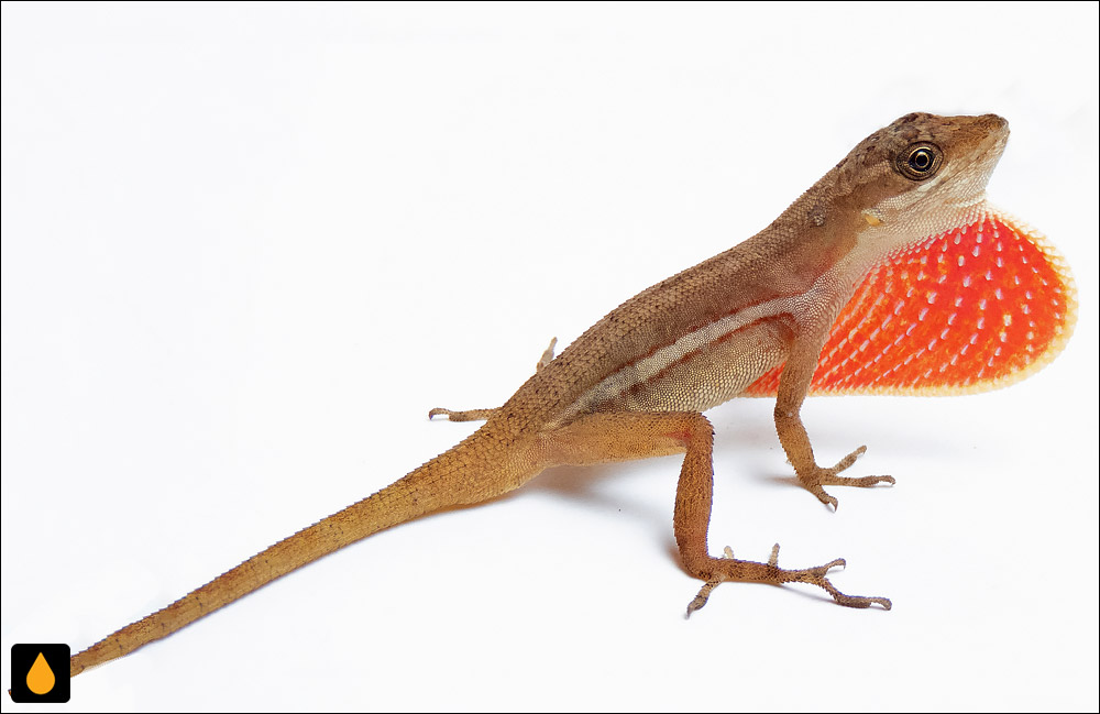 آنول ابری دروغین