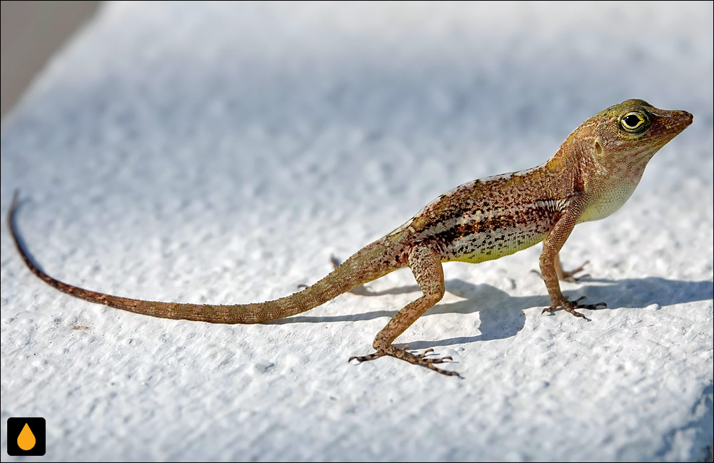 آنول سنت کرویکس