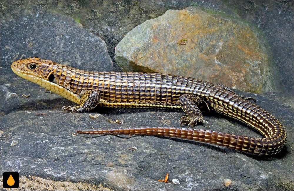 مارمولک پولک‌پوست سیاه‌خط