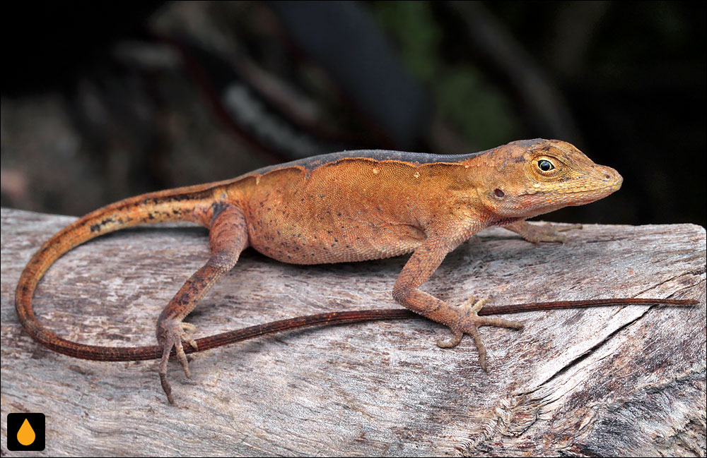 آنول برزیلی