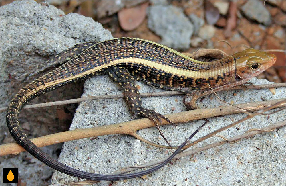 مارمولک کمربنددار غربی