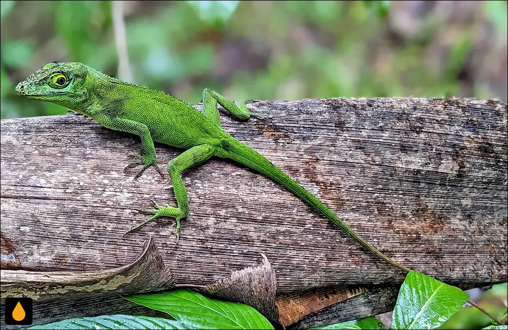 آنول غول‌پیکر پورتوریکویی