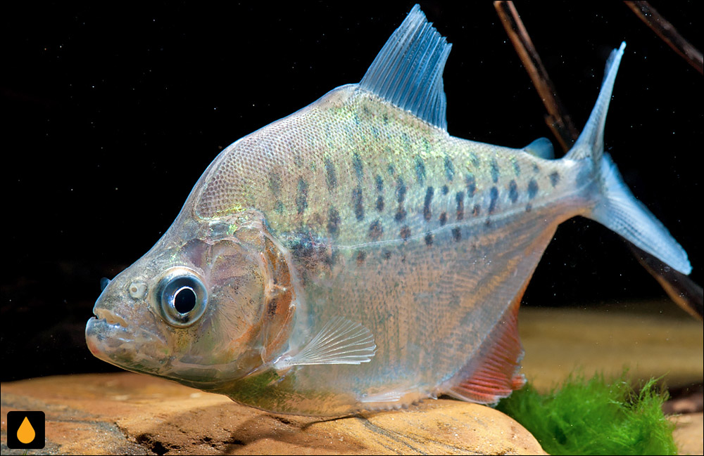 Serrasalmus compressus