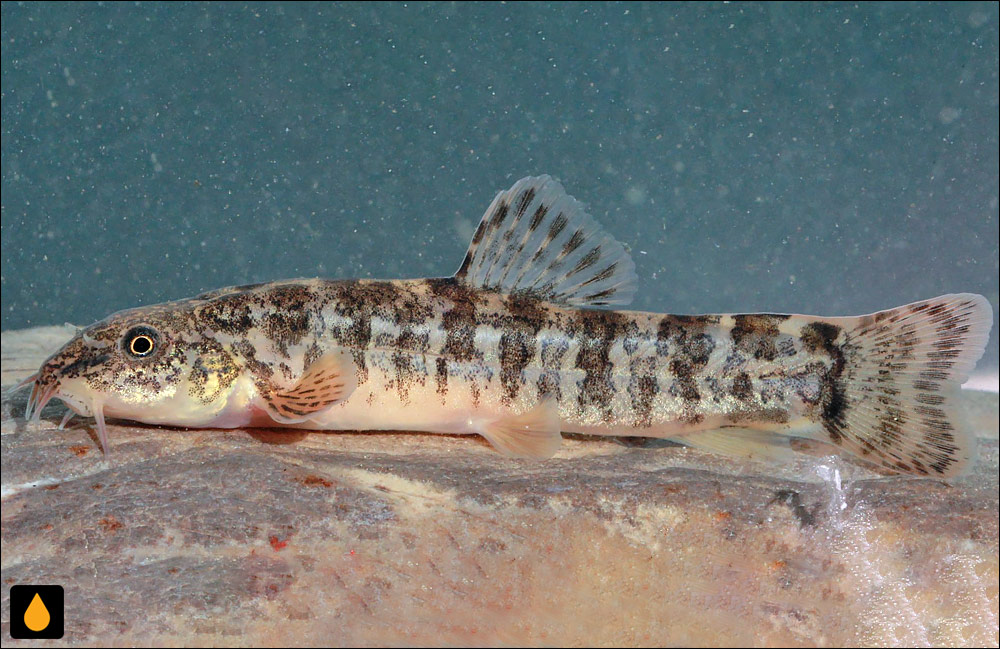 Oxynoemacheilus cilicicus