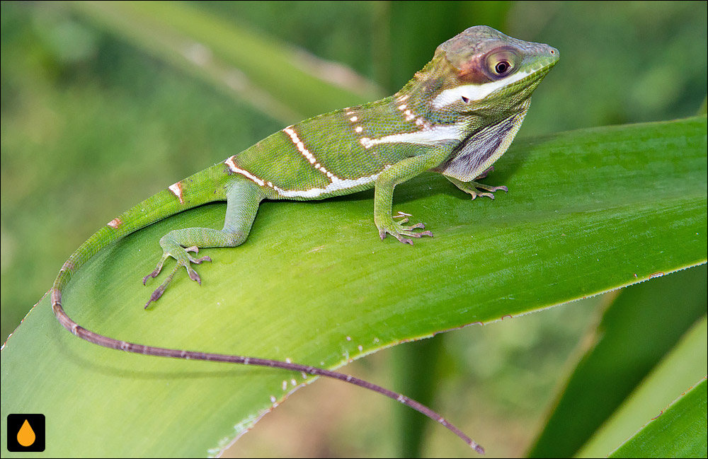 آنول اولگین (آنول غول‌پیکر شرقی)