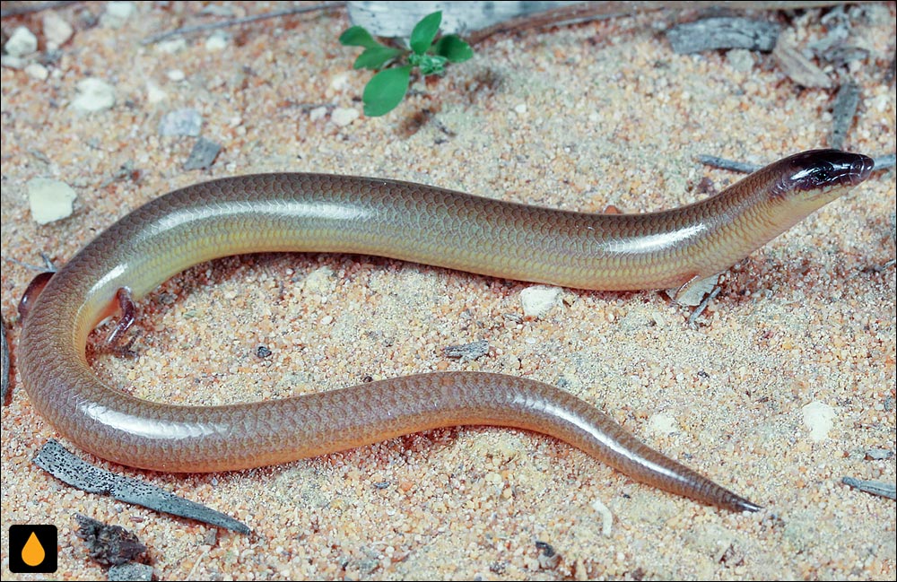 لغزنده‌ی تنومند بی‌الگو