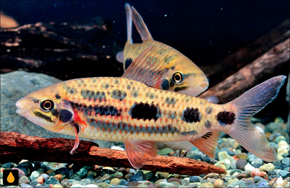 Leporinus granti