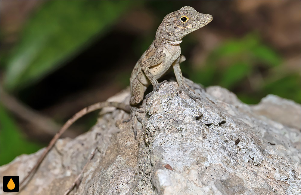 آنول جزیره‌ی بئاتا