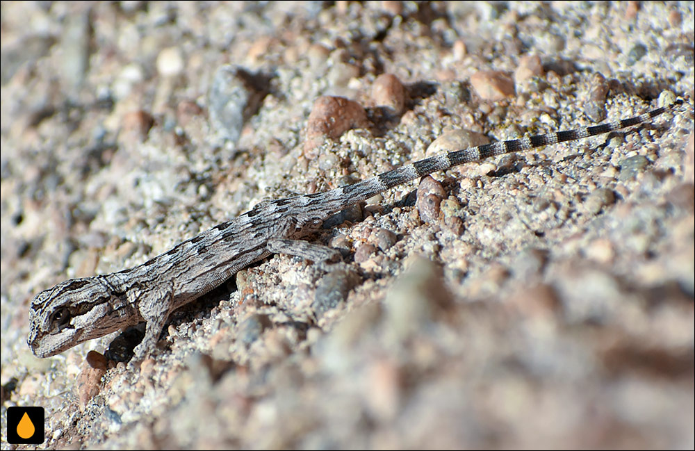 ایگوآنای هموار کاتامارکا