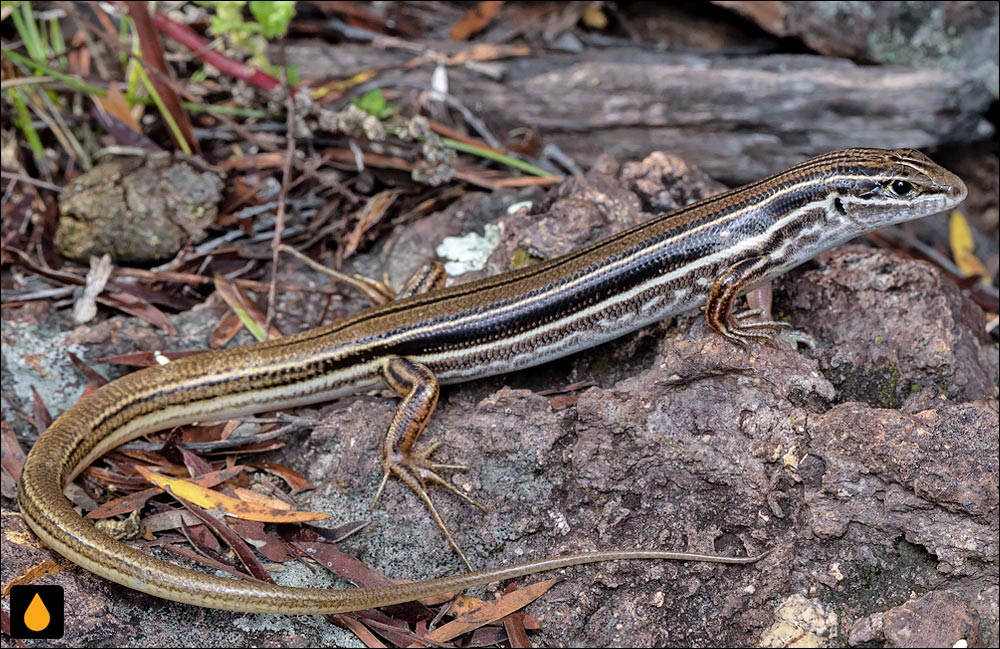 گوش‌شانه‌ای آرکین