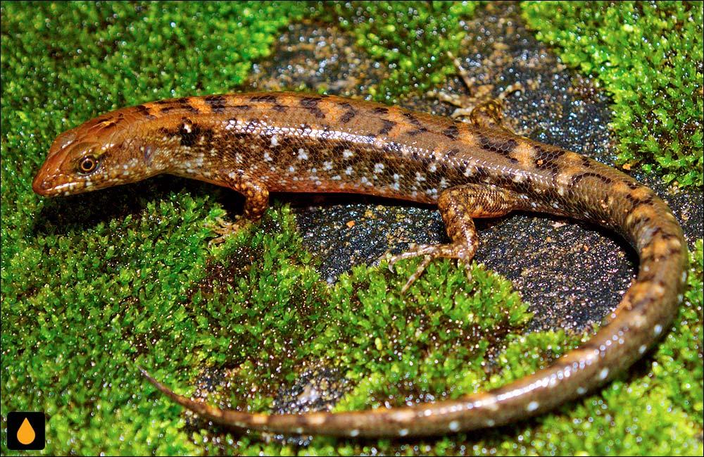 سقنقور آبی بردمور