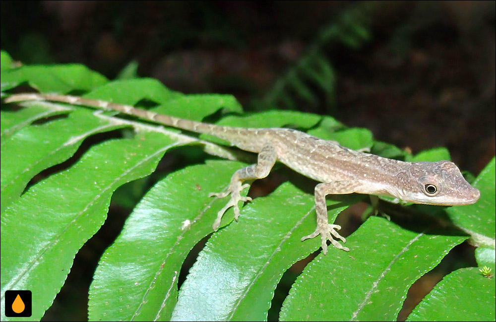 آنول باریک مرموز