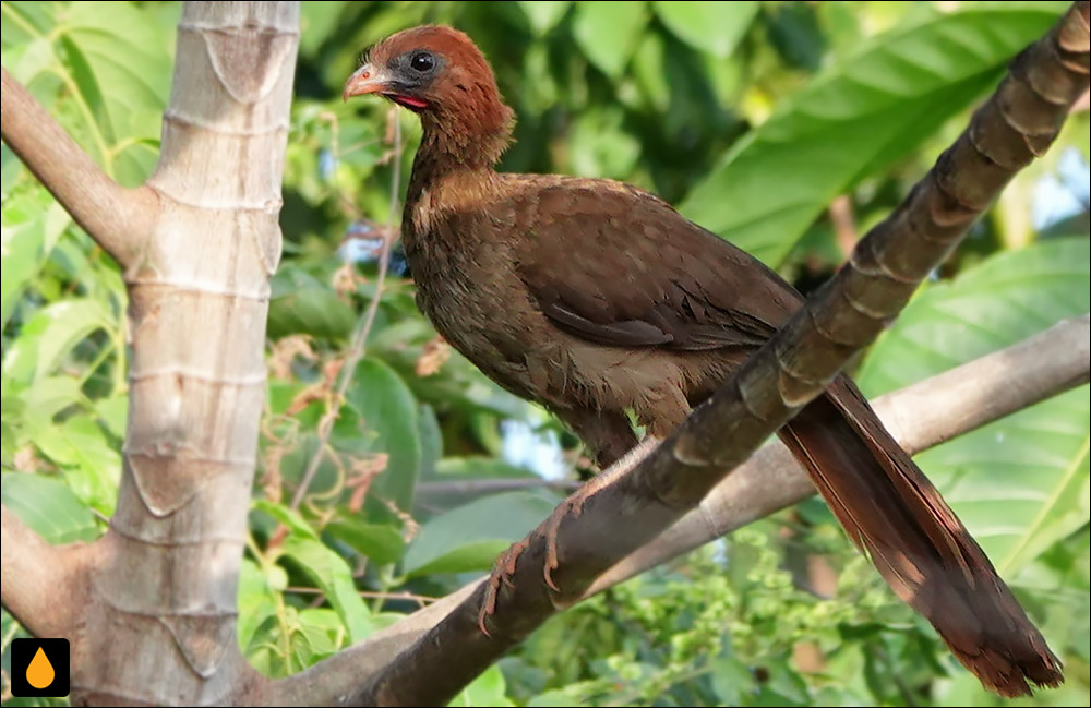 گوش‌خراش سربلوطی