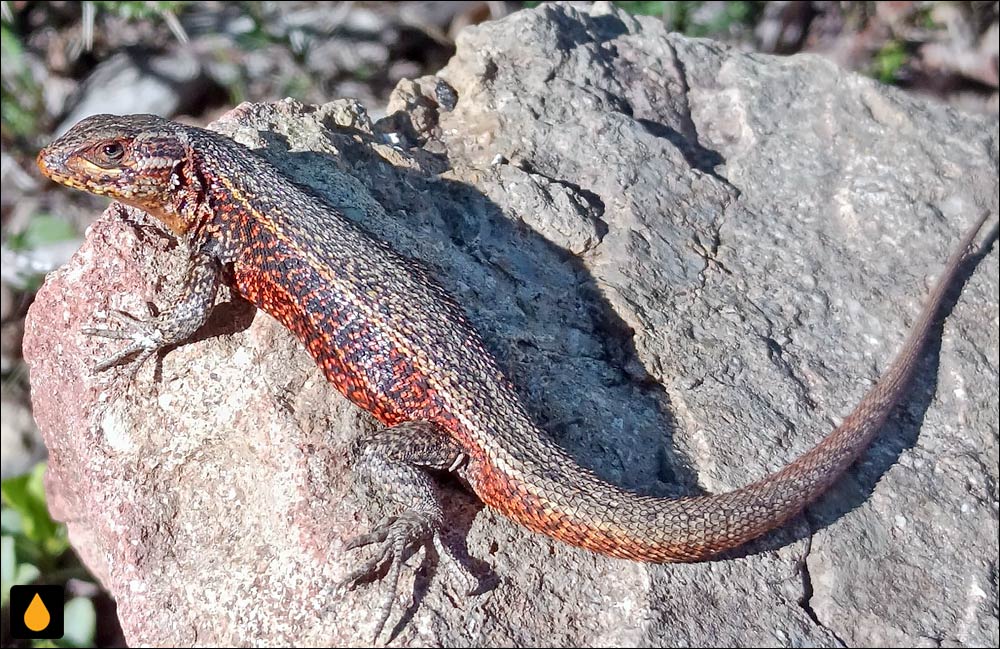 ایگوآنای درختی کوریسن (مارمولک هموارگلوی کوریسو)