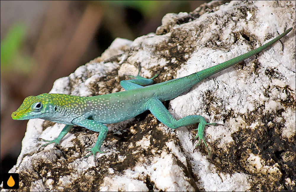 آنول آبی‌بادبزنی گرد کیمن