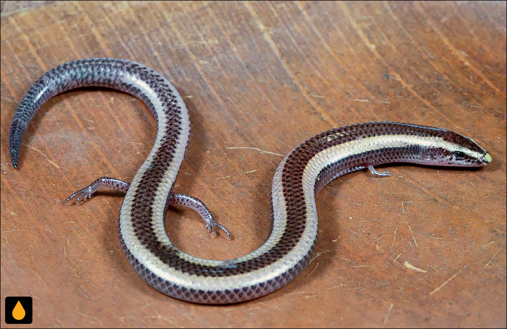 سقنقور دالانساز لیمپوپو