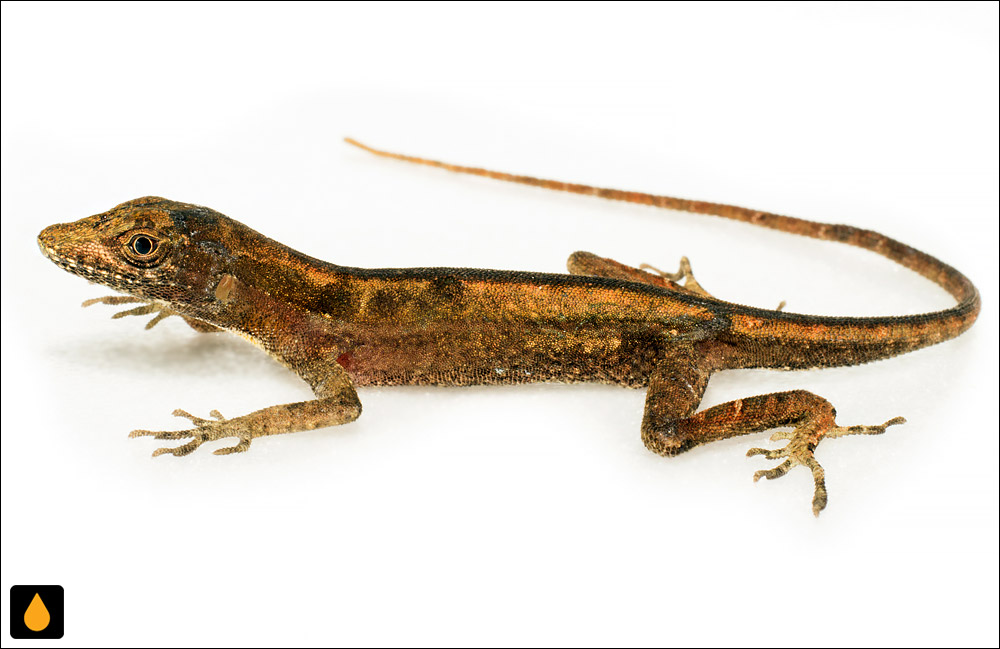 آنول گرمسیری