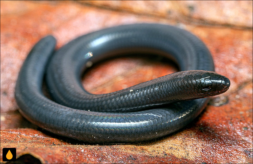 سقنقور بی‌اندام لاوریج