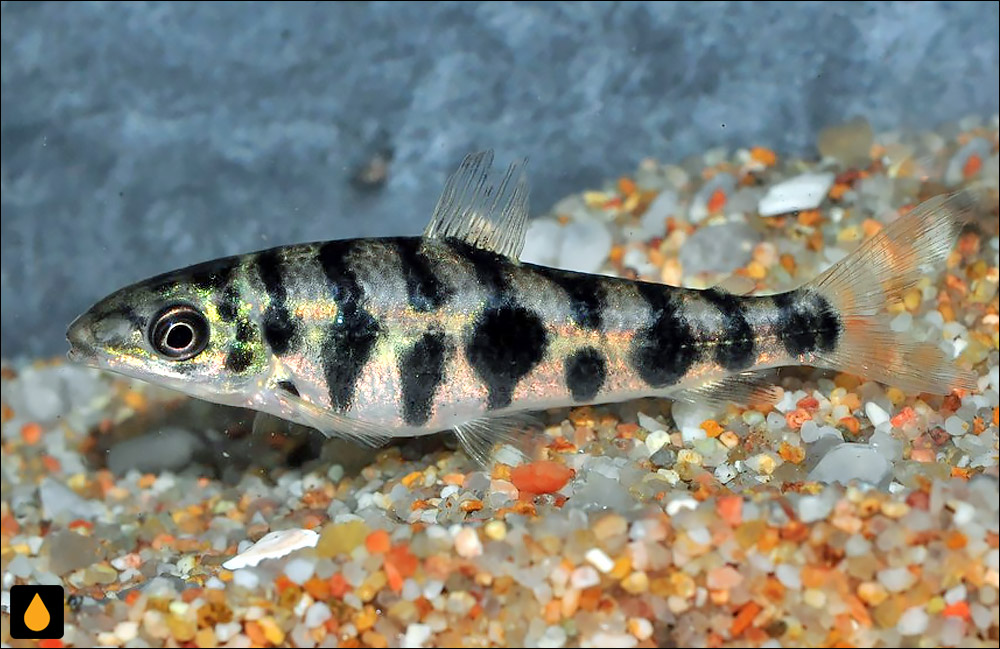 Leporinus octomaculatus