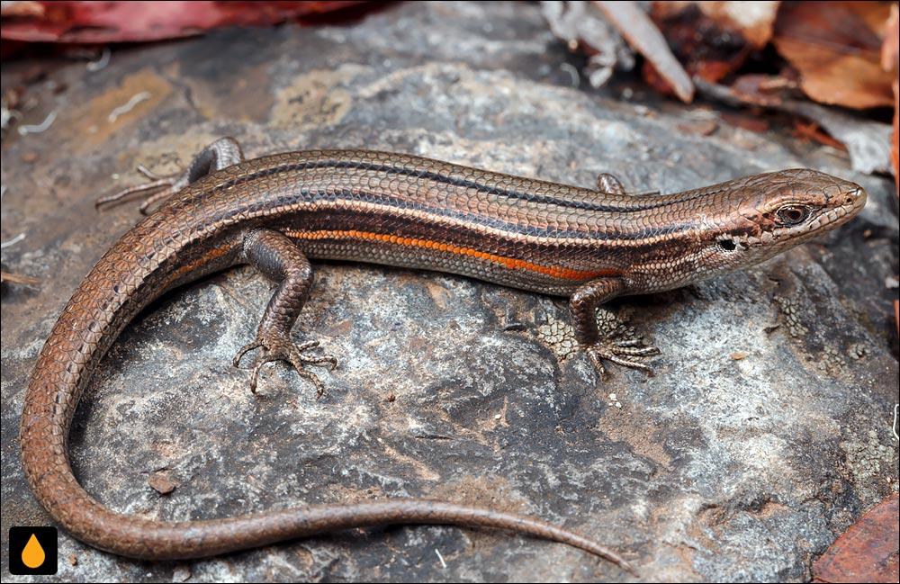 سقنقور چمنی تودهای جنوبی