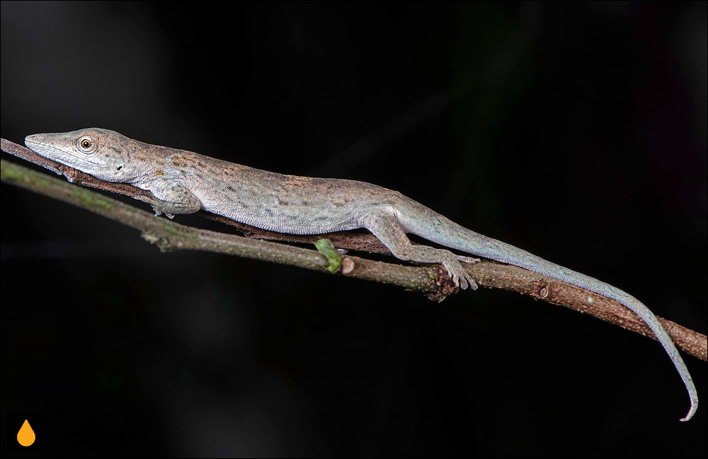 آنول کوتوله (آنول ترکهای پورتوریکویی)