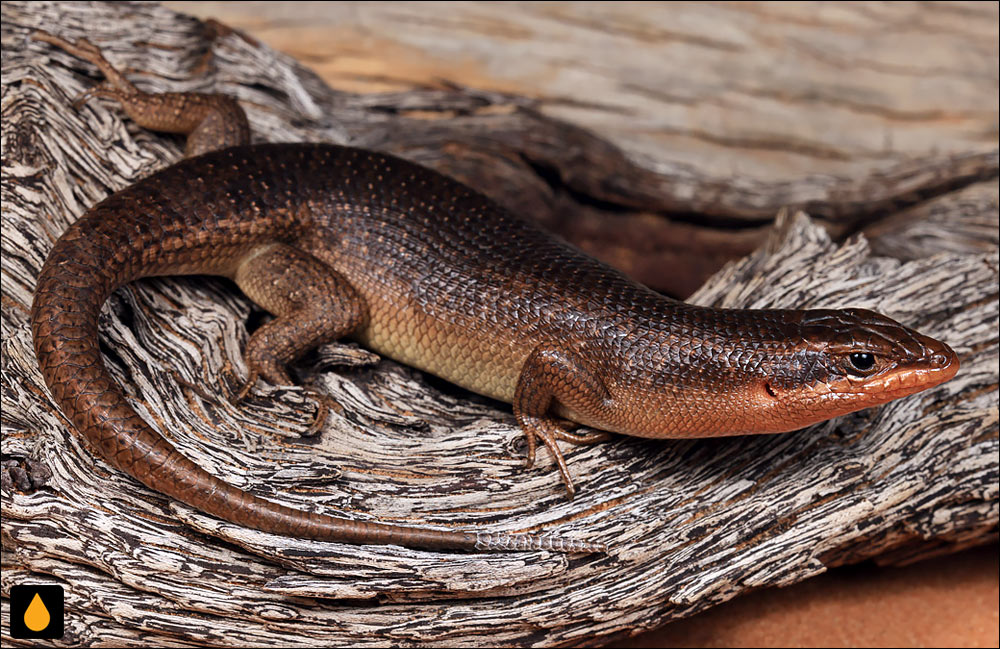 سقنقور درختی کاراسبرگ