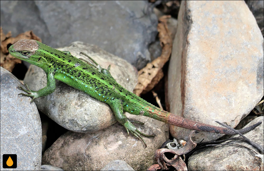 ایگوآنای درختی سایان یا فیروزهای روشن (مارمولک هموارگلوی شکمآبی کنسپسیون)