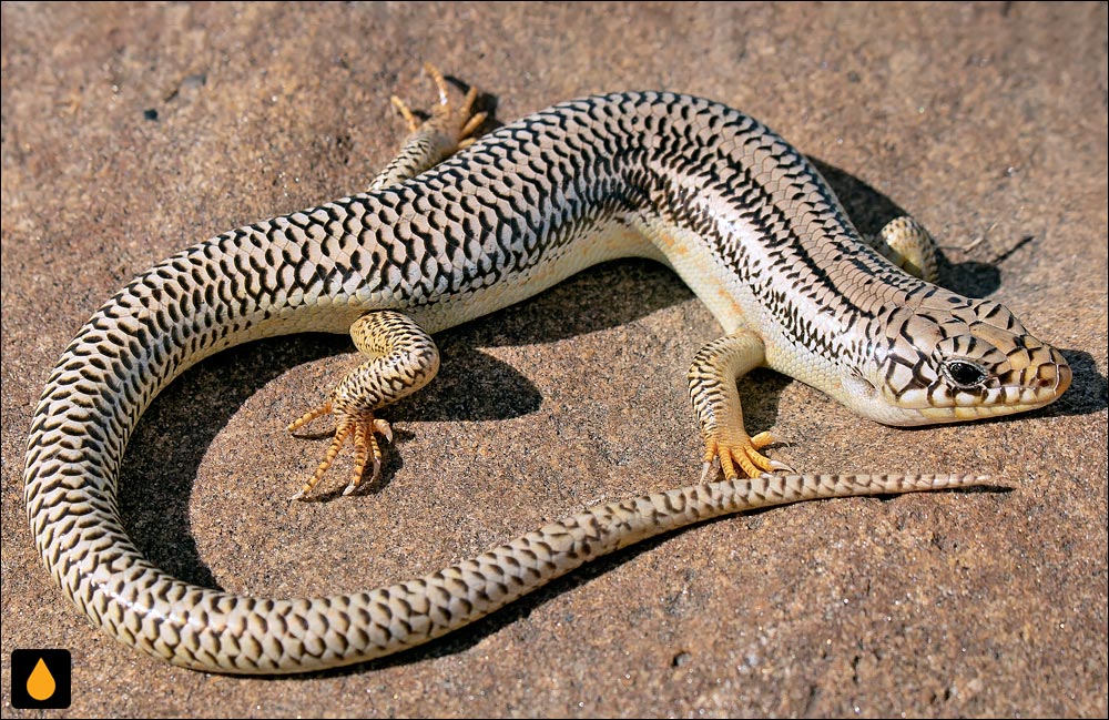 سقنقور پهندشتها