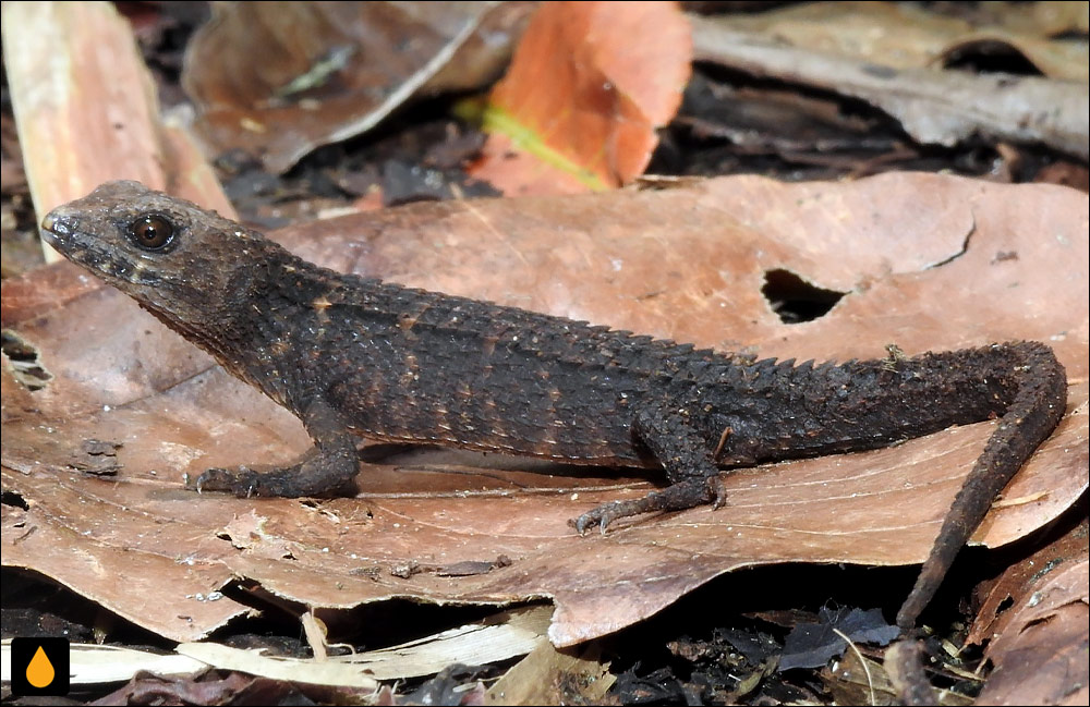 سقنقور کنارآب خاردار