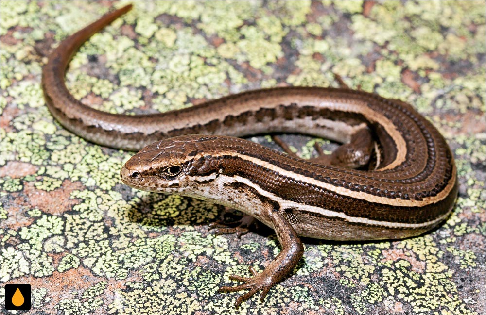 سقنقور مککان