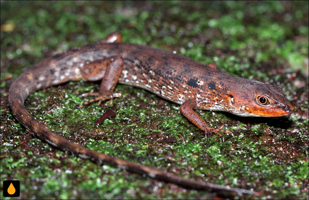 سقنقور تیغه‌دار بروک