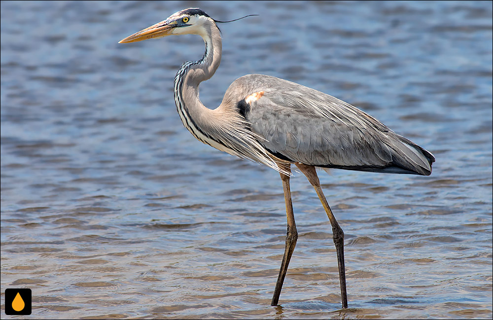 حواصیل آبی بزرگ