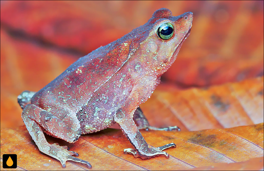 Rhinella proboscidea