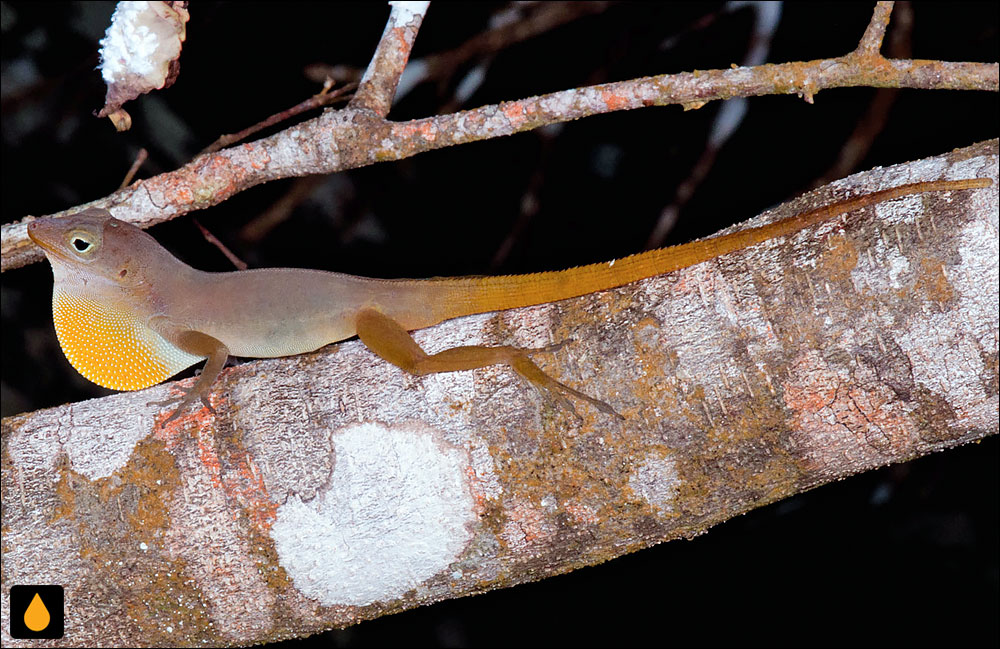 آنول بوتهای بنک سنت کیتس (آنول بوتهای بنک استیشیا)