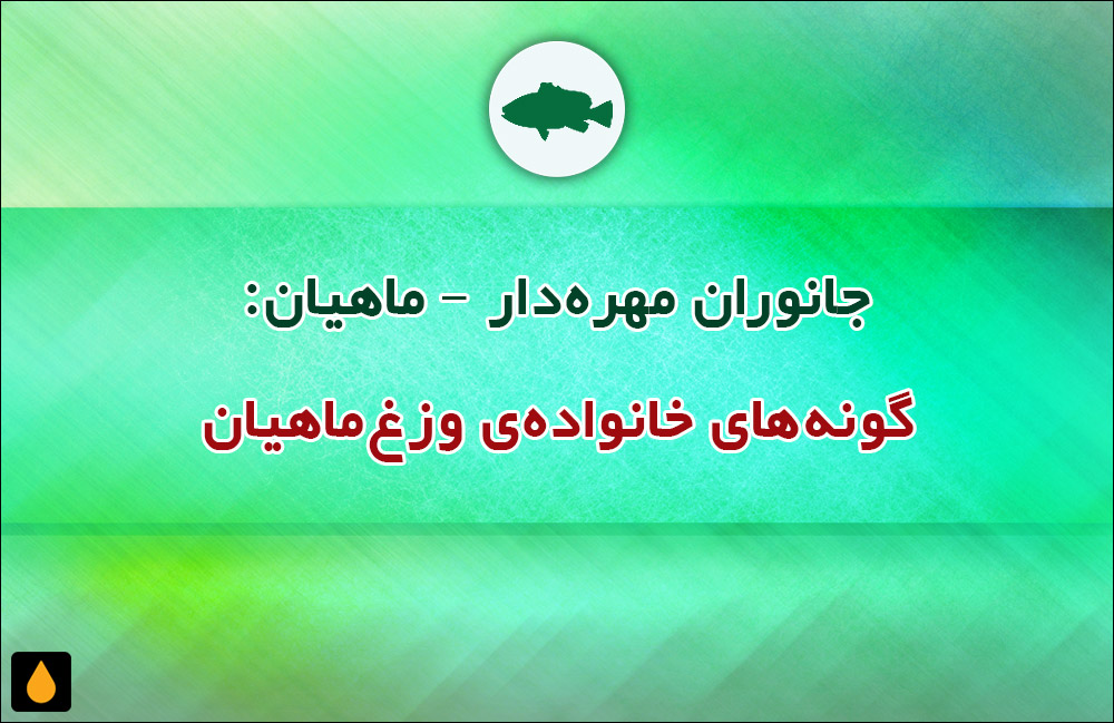 جانوران مهره‌دار - ماهیان: گونه‌های خانواده‌ی وزغ‌ماهیان