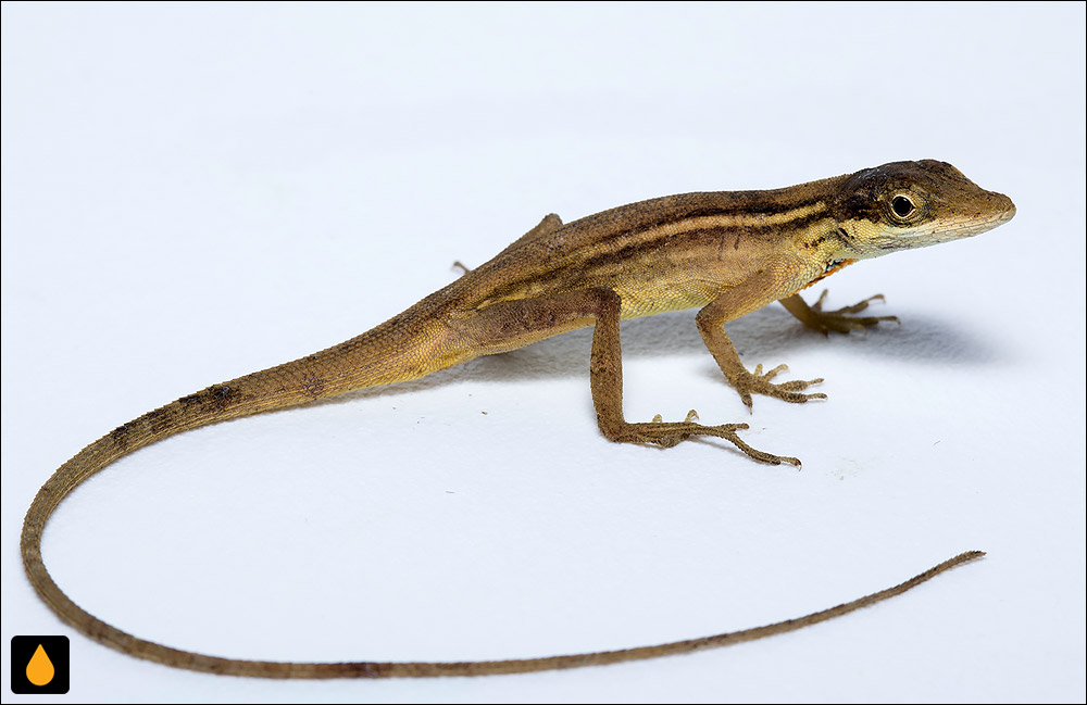 آنول ابریشمی