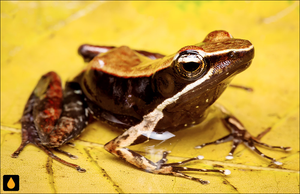 Mantidactylus charlotteae