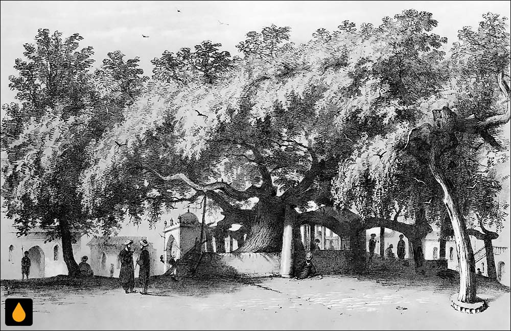 داستان کوتاه چنار عباسعلی