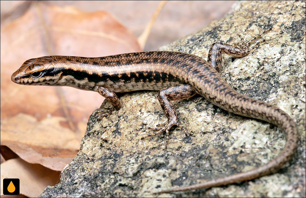 سقنقور پهلونواری شمالی