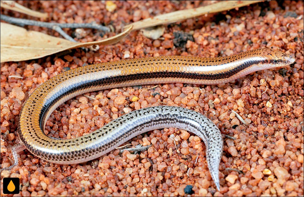 لغزنده‌شنی جنوبی